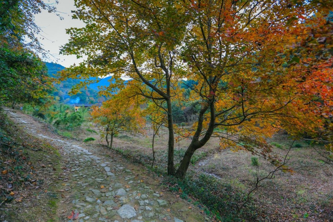 路桥区桐屿凉溪古道：藏于浙东南的千年驿道秘境(图4)