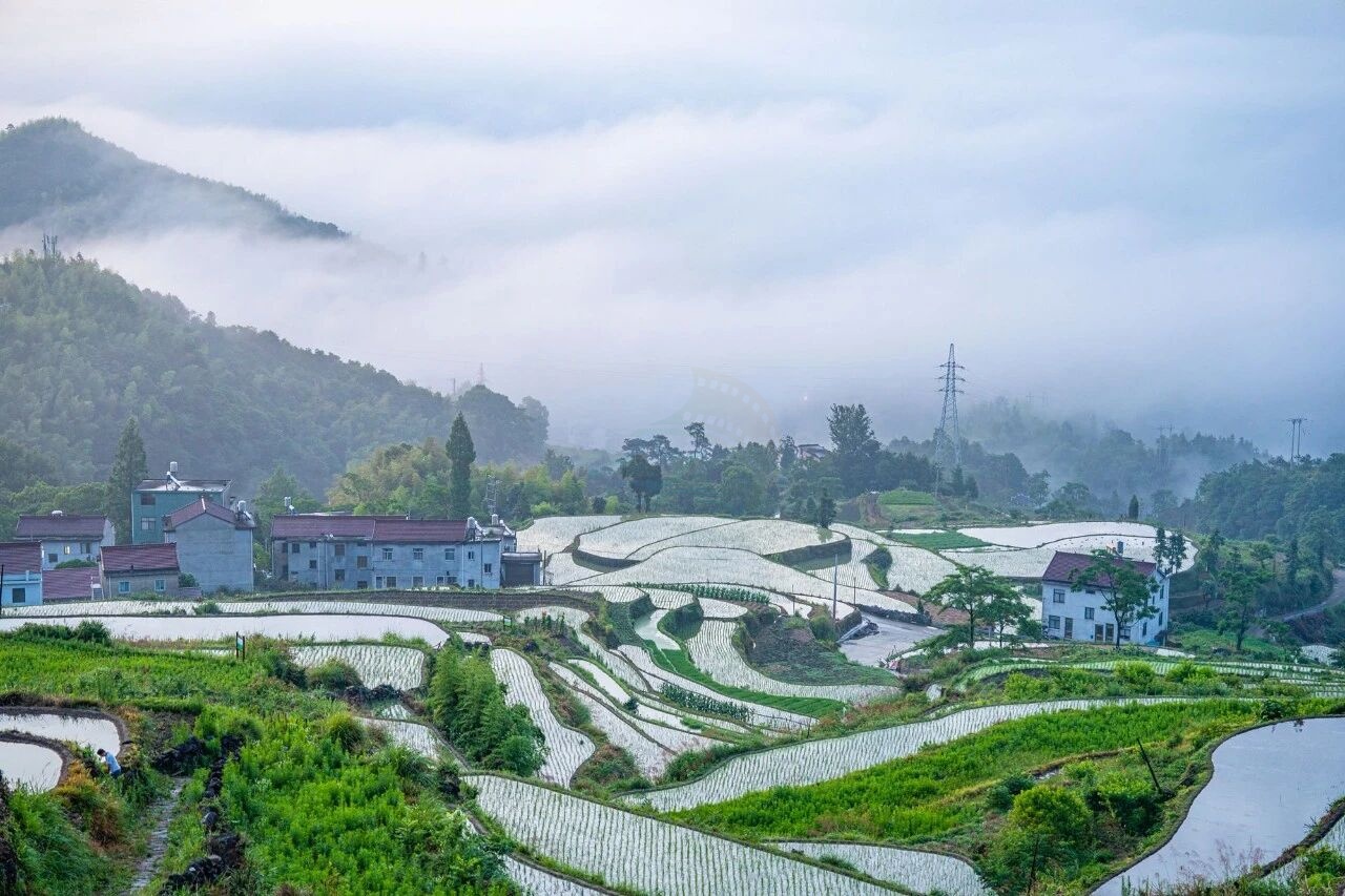 天台南屏莲花梯田：层叠绿浪里的农耕诗画 (图2)