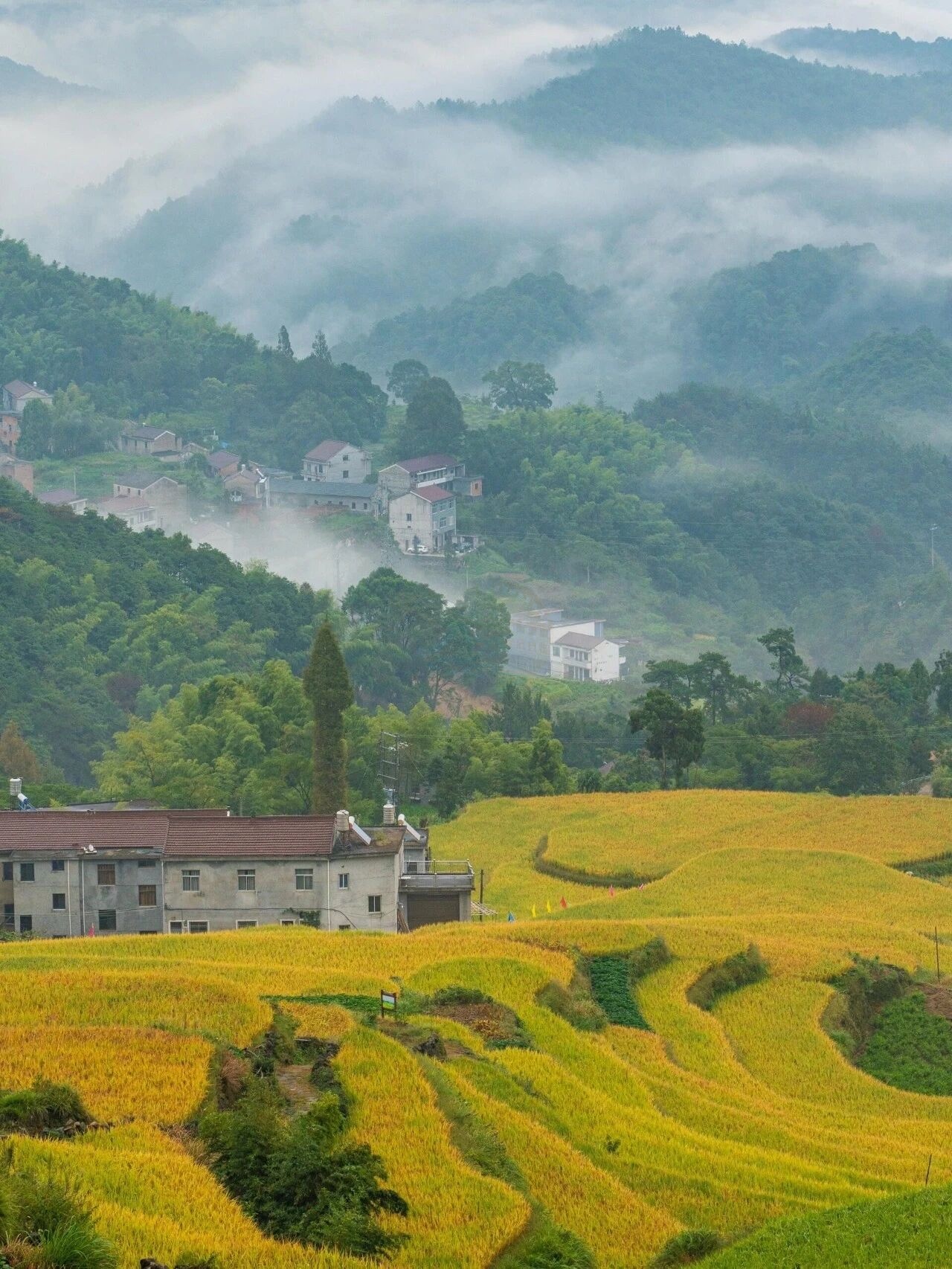 天台南屏莲花梯田：层叠绿浪里的农耕诗画 (图6)