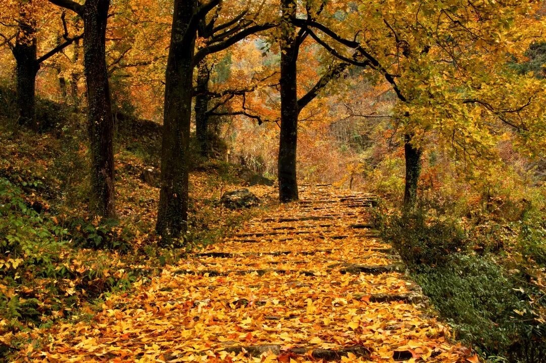 天台南黄古道：千年商贸道上的枫火传奇 —— 浙东 “活态历史长廊”，影视镜头里的 “行旅名场面制造机”(图2)