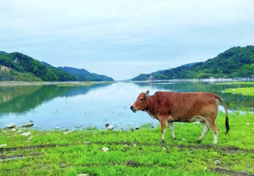 临海杜桥溪口水库|原生态露营地，影视里“松弛感山野生活”的真实样本(图1)