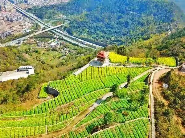 温岭太平街道藤岭：山海间的“野趣片场”(图1)