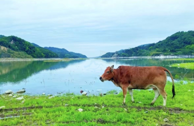 临海杜桥溪口水库|原生态露营地，影视里“