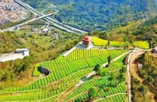 温岭太平街道藤岭：山海间的“野趣片场”