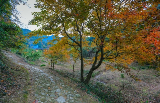 桐屿深处藏古道，凉溪幽径入镜来：台州影视外景新视界